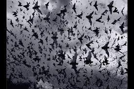 hween bats 1