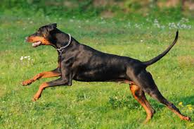ab doberman 4