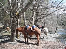 Avalon travelers horses 2