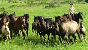 Avalon Traveler horses