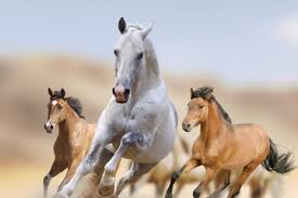 Avalon travelers horses 3