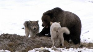 ice bear and wolves