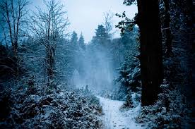 ice snowy woods 2
