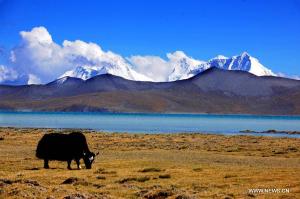 for-tibet-2
