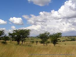 grassland trees 5