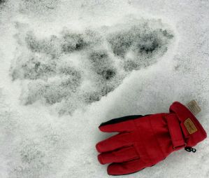 ab-footprints-in-snow